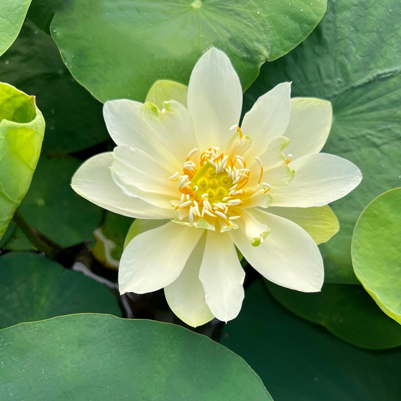 Star of Green - Perfection Every Time Lotus (Bare Root)
