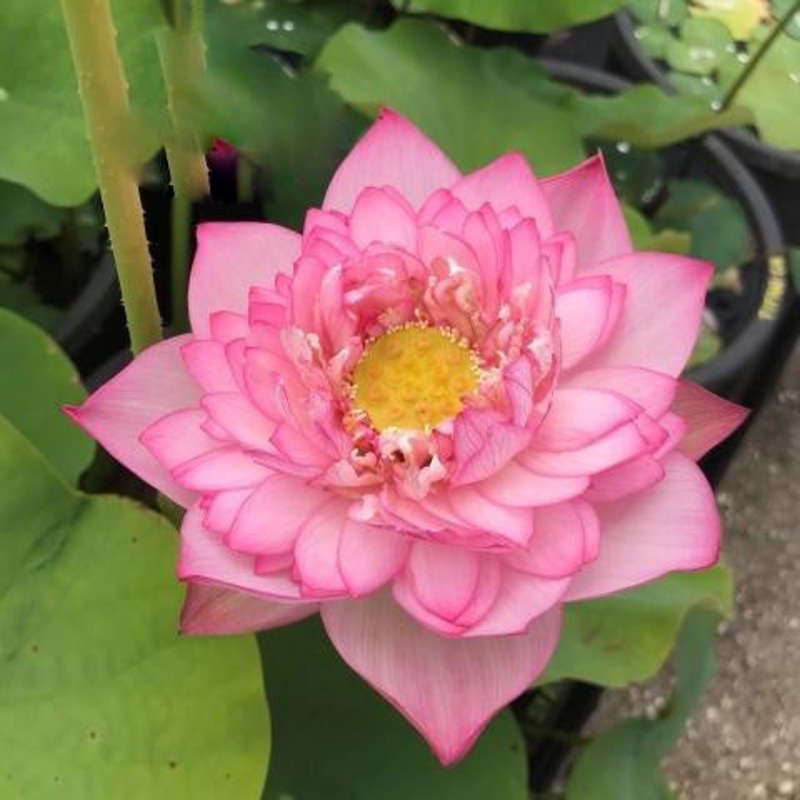 Star of Yaochi - Large Lotus (Bare Root)
