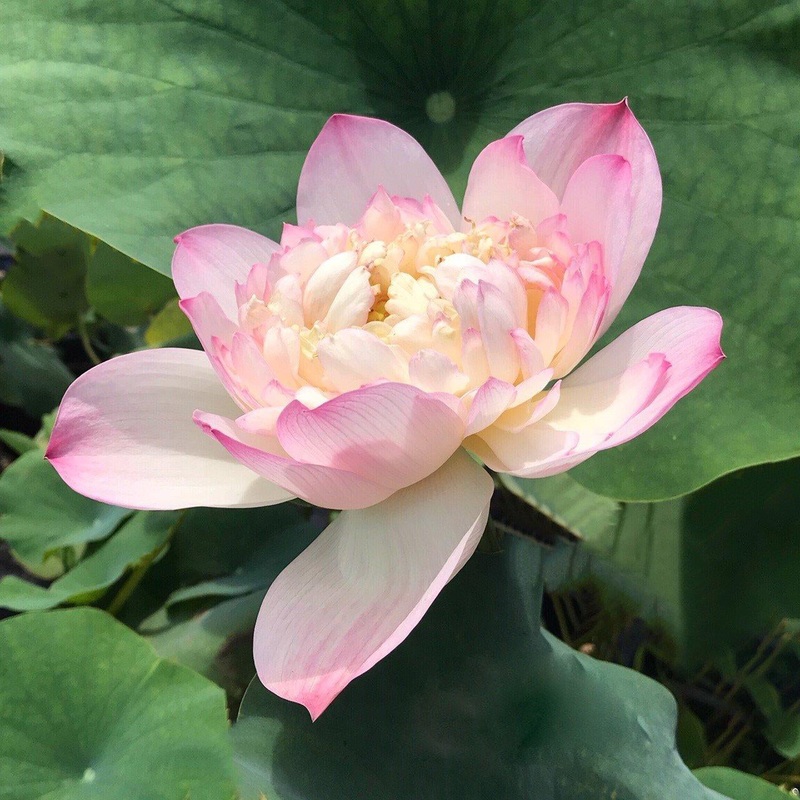 Storm 13 - Beauty Blowing Through Lotus (Bare Root)