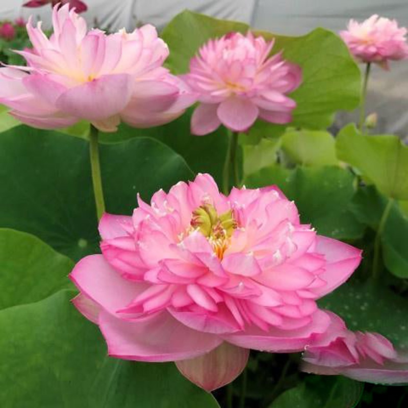 Sugar Pie Pink - Sweet as Sugar Lotus (Bare Root)