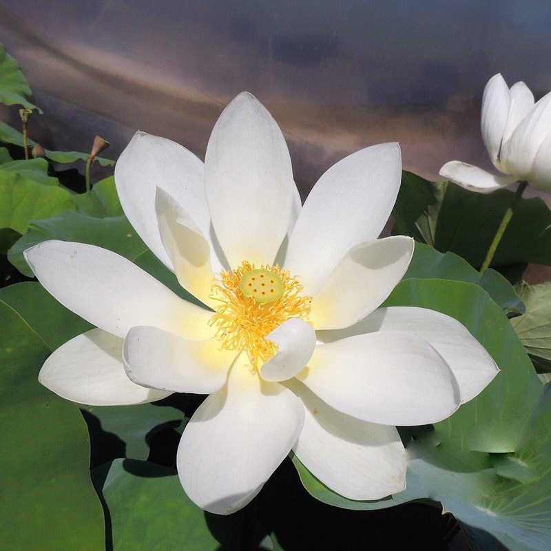 Sun on Snow - Gold and White Lotus (Bare Root)