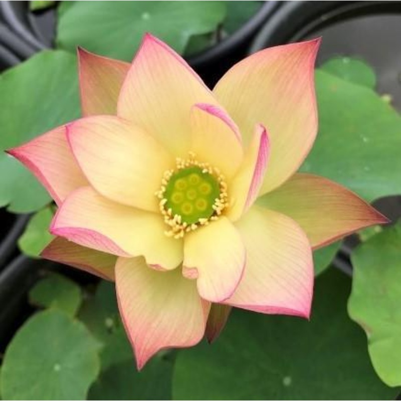 Sunrise Brocade - Amazing Color Lotus (Bare Root)