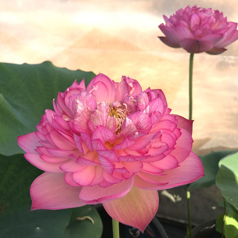 Super Excellence Lotus (Bare Root)