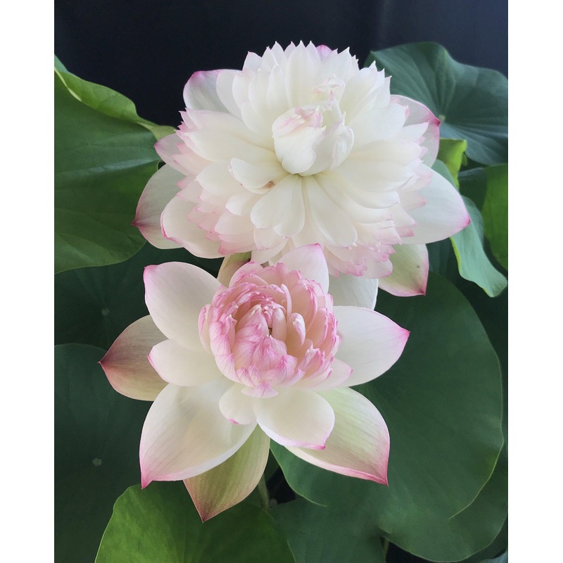 Super - Our #1 Blooming Lotus (Bare Root)
