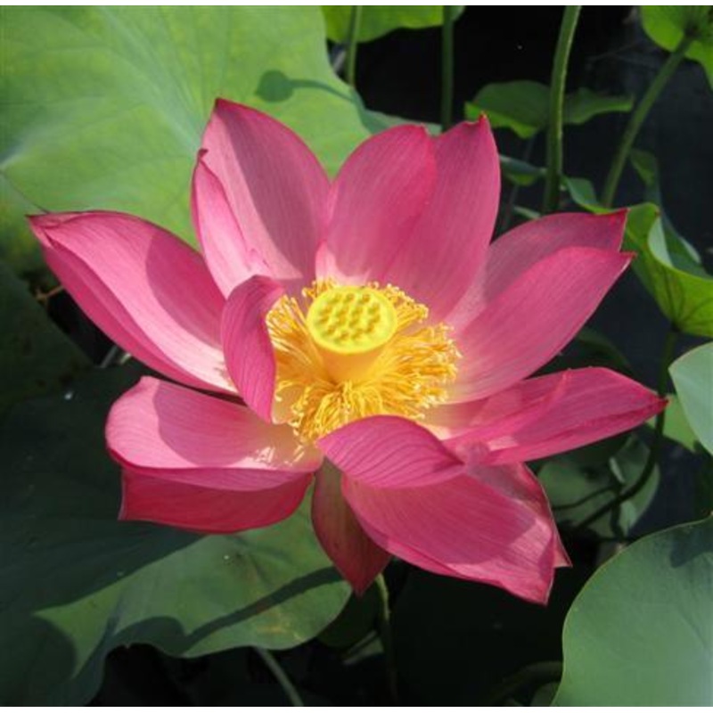 The President Lotus (Bare Root)