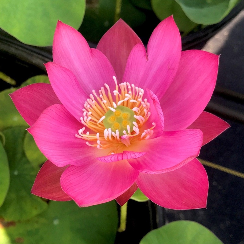 Tiny Red Gulang Lotus (Bare Root)