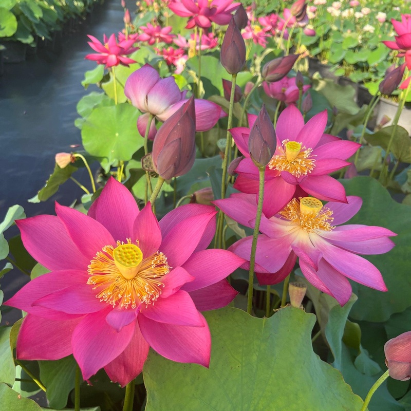 Titan - Gorgeous Red Flowered Lotus (Bare Root)