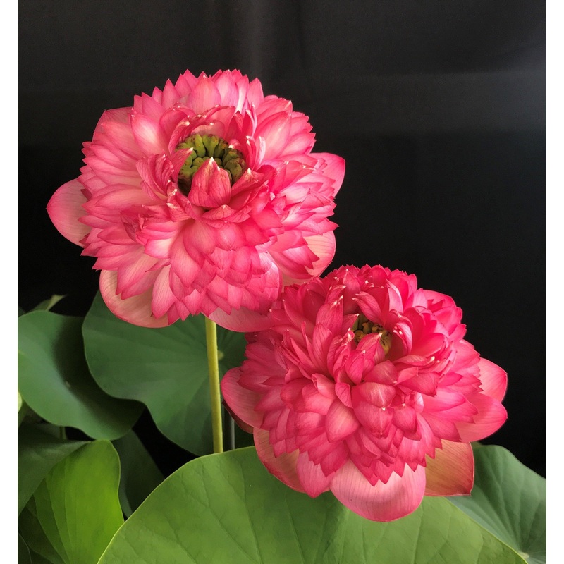 Tower of Day & Night Lotus (Bare Root)