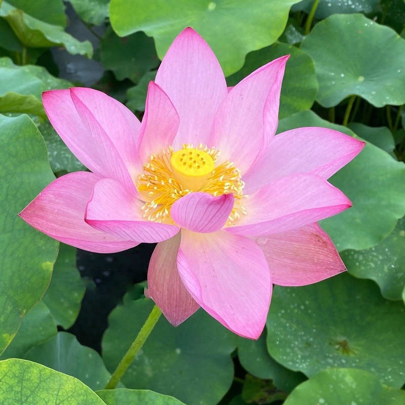 Twilight Lotus (Bare Root)