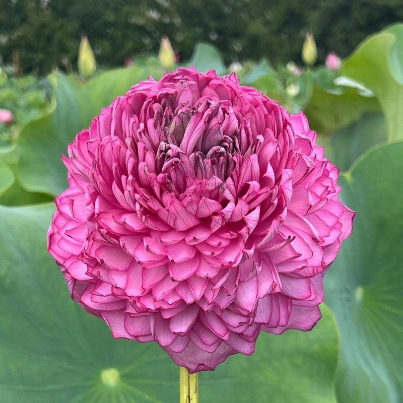 Ultimate Thousand Petals Lotus (Bare Root)