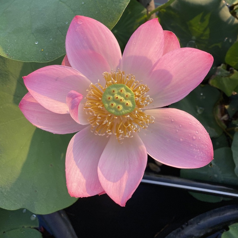 Walker Bradford - Amazing Color Lotus (Bare Root)