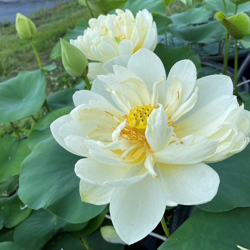 White Chrysanthemum Lotus (Bare Root)