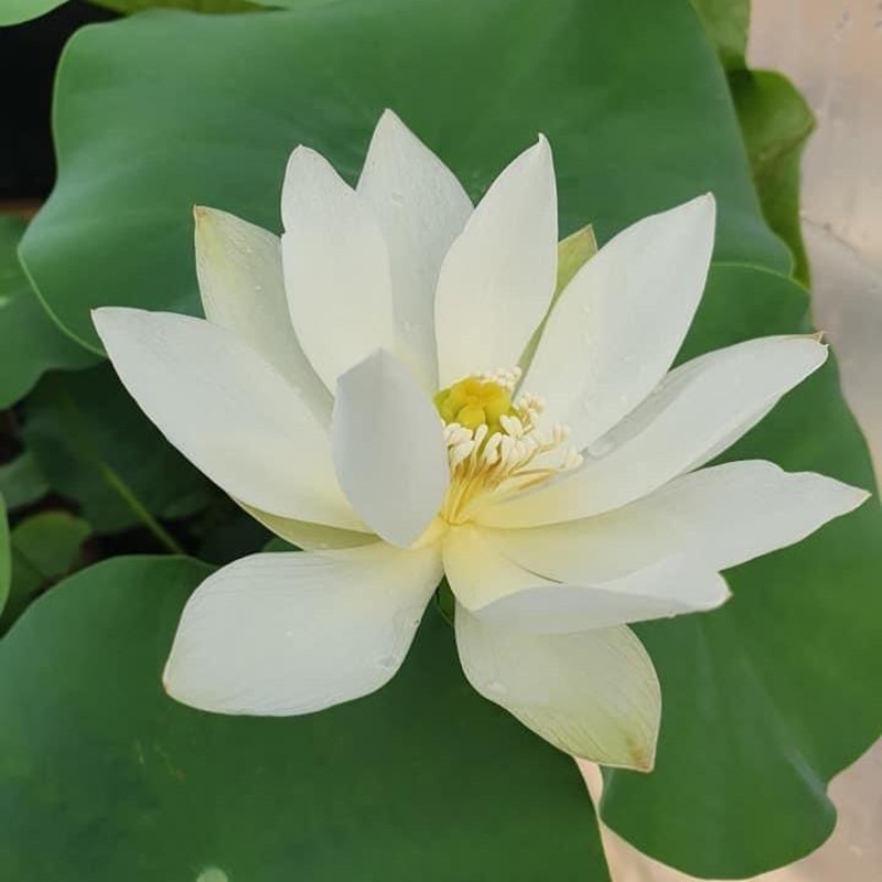 White Crane Lotus (Bare Root)