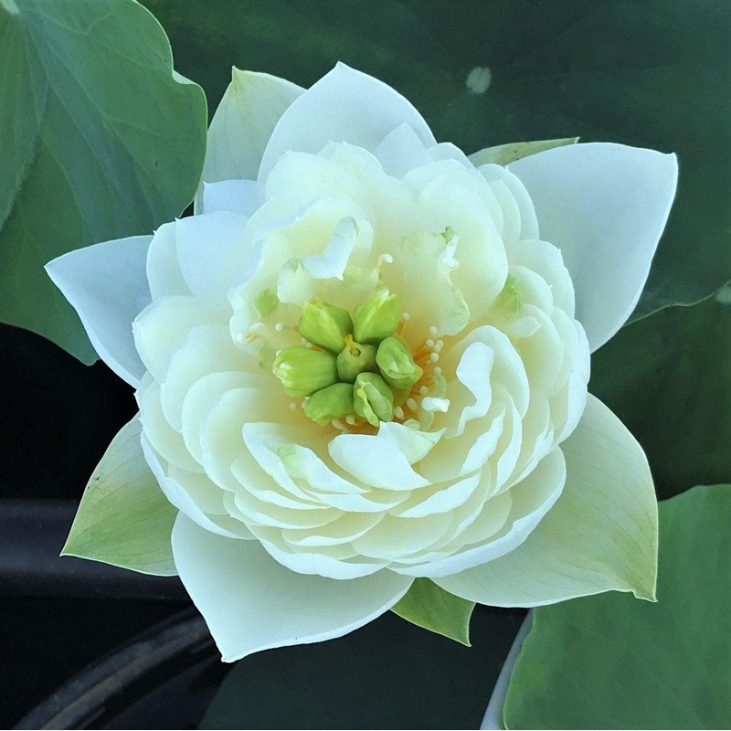 White Phoenix Lotus (Bare Root)