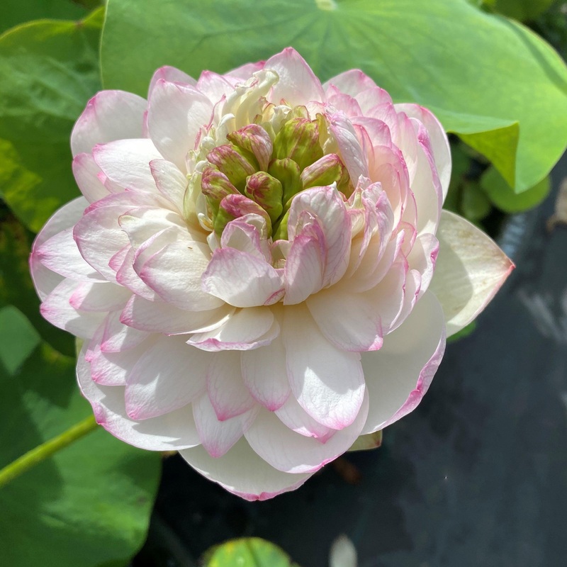 Winter Chrysanthemum - A Kiss of Pink Lotus (Bare Root)
