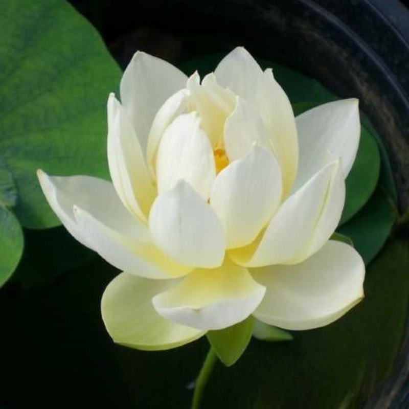 Xiamen Bowl Lotus (Bare Root)