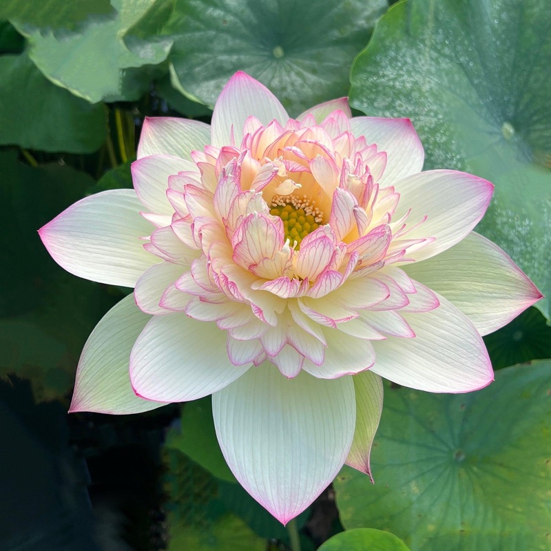 Xin Jin Xia Lotus (Bare Root)