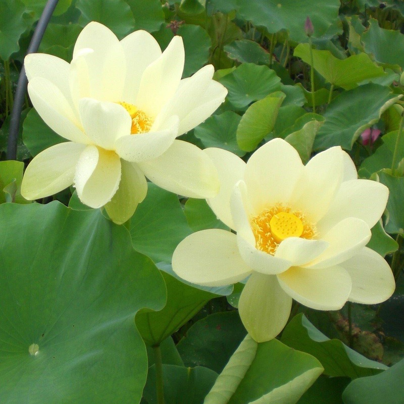 Yellow Bird -Majestic Beauty Lotus (Bare Root)