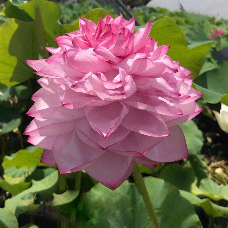 Yiliang Thousand Petals Lotus (Bare Root)