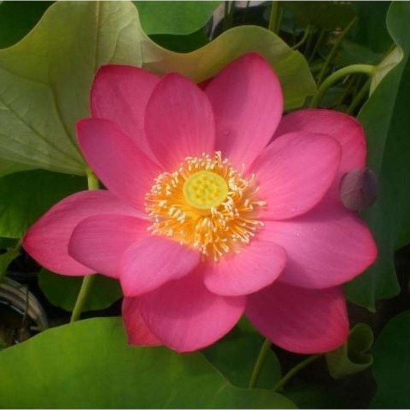 Yimeng Red  - Super Bright Color Lotus (Bare Root)