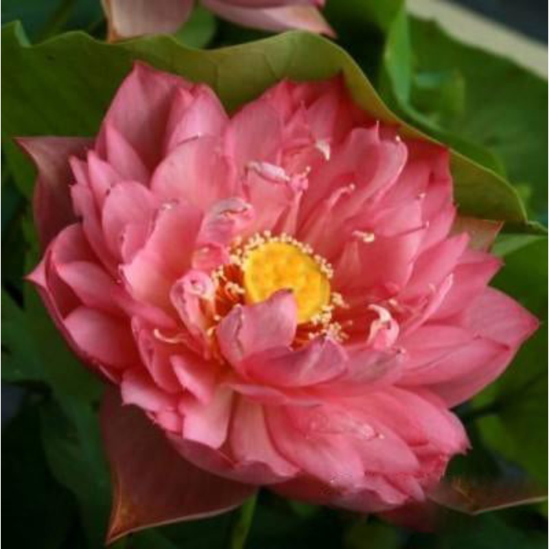 Zhaojun Look Back Shadow - A Love Story Lotus (Bare Root)