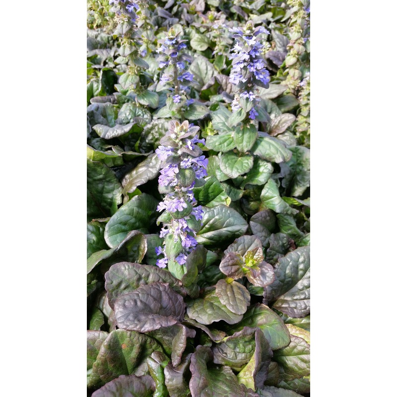Ajuga ruptans 'Catlins Giant' (Bare Root)