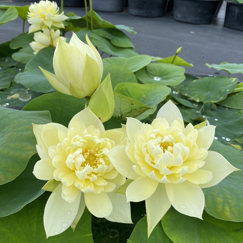 Autumn in Moling Lotus (Bare Root)