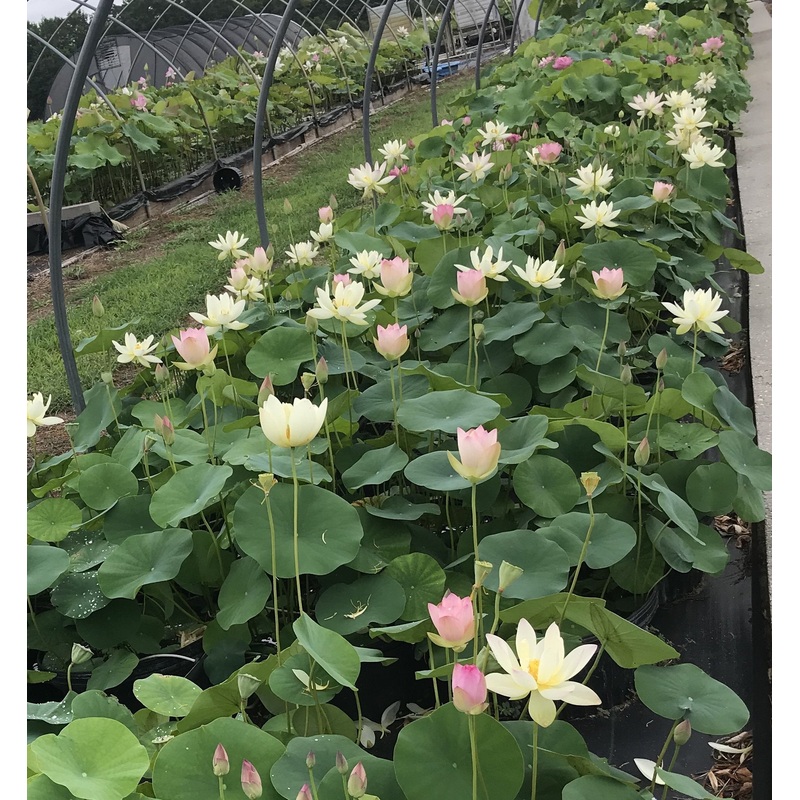 Beautiful Dancer Lotus (Bare Root)