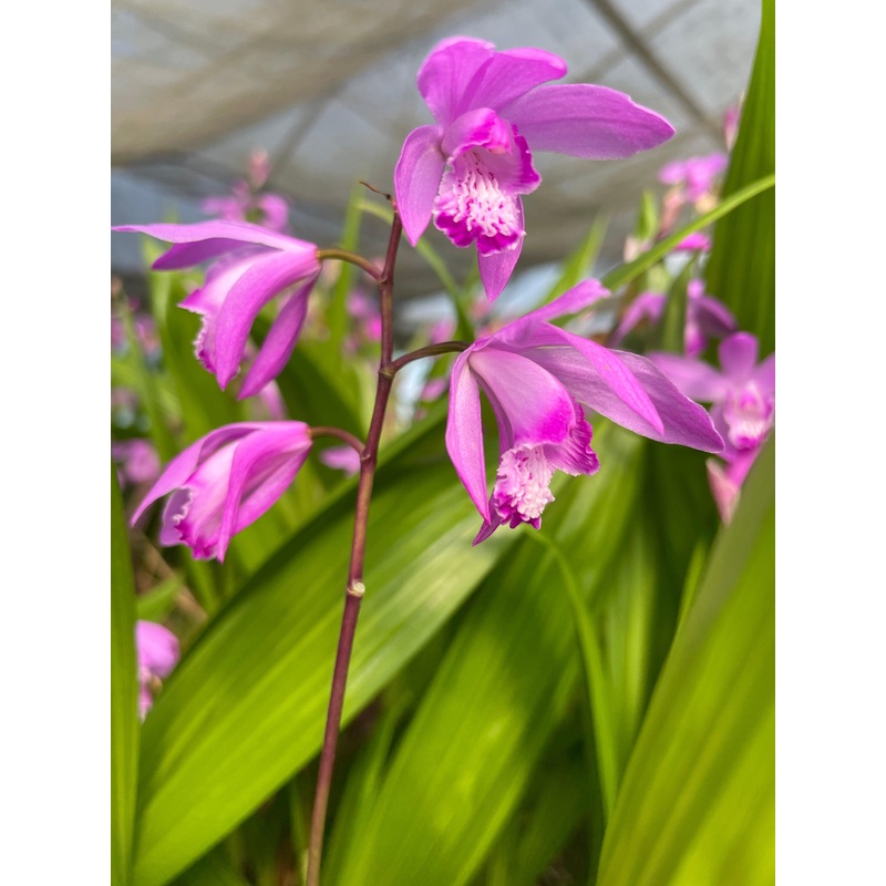 Bletilla striata 'Big Bob Orchid' (Bare Root)