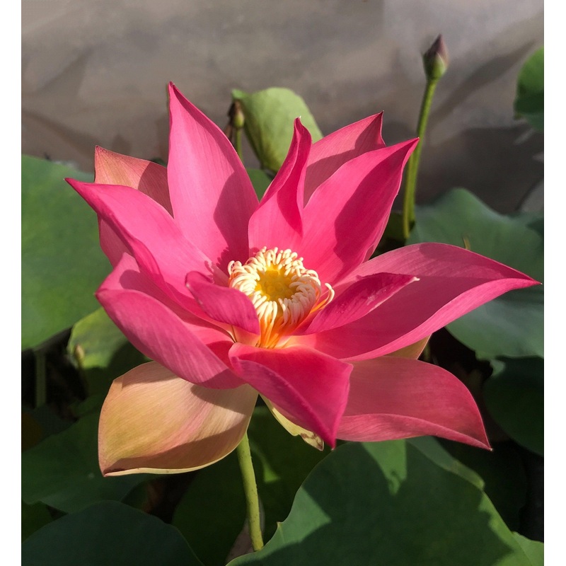 Brocade on Red Cloth Lotus (Bare Root)