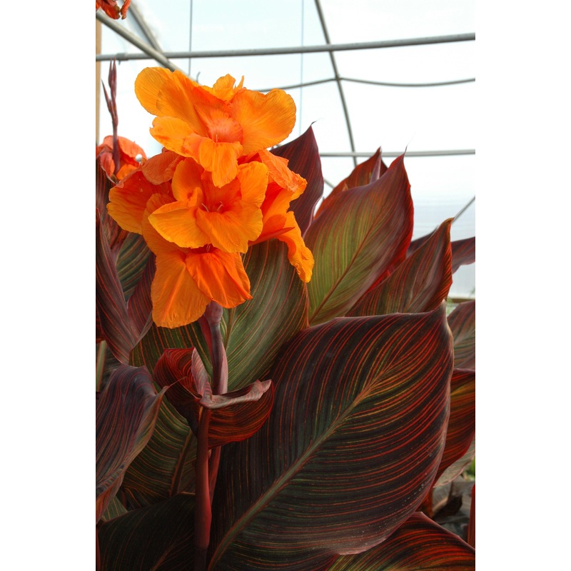 Canna 'African Sunset' (Bare Root)