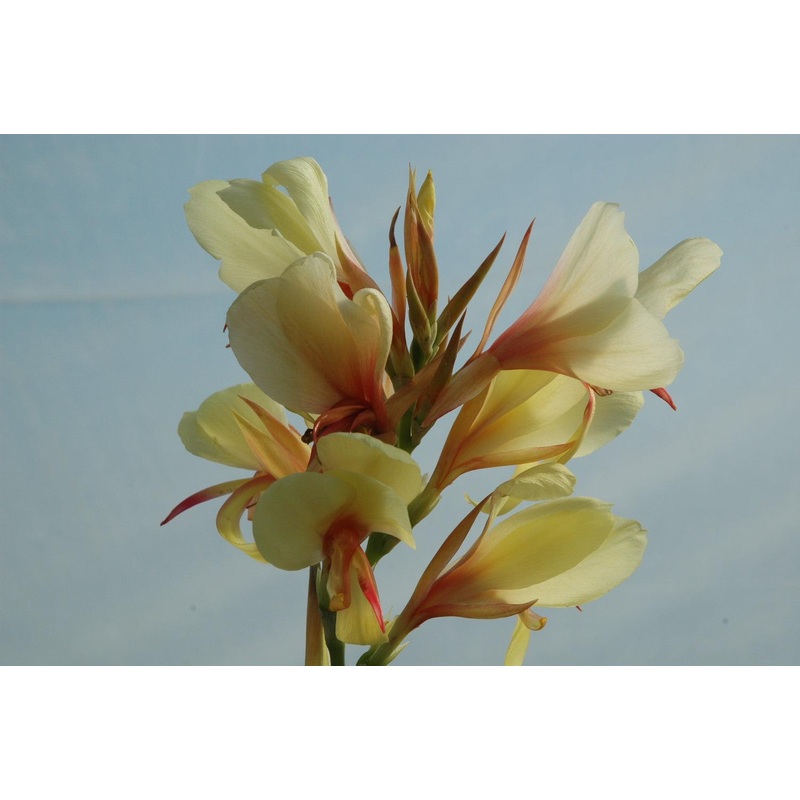 Canna Glauca Davia (Bare Root)