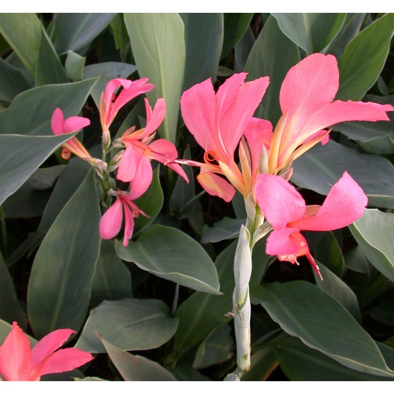 Canna Longwood 'Erebus' (Bare Root)