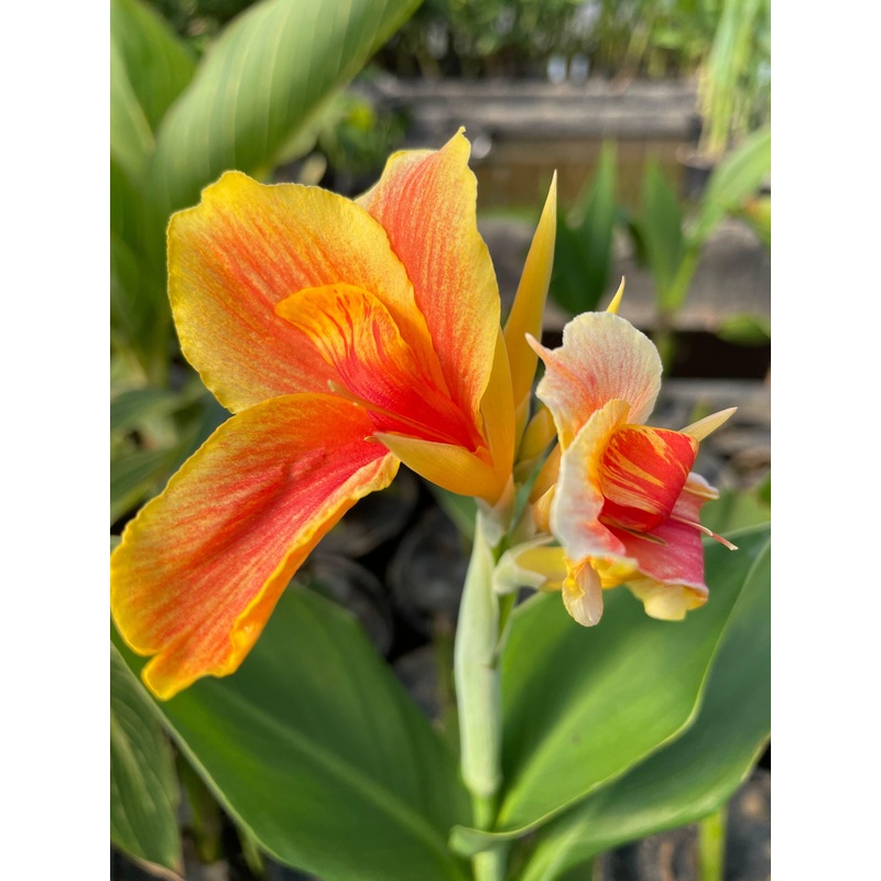 Canna 'Napoleon' (Bare Root)