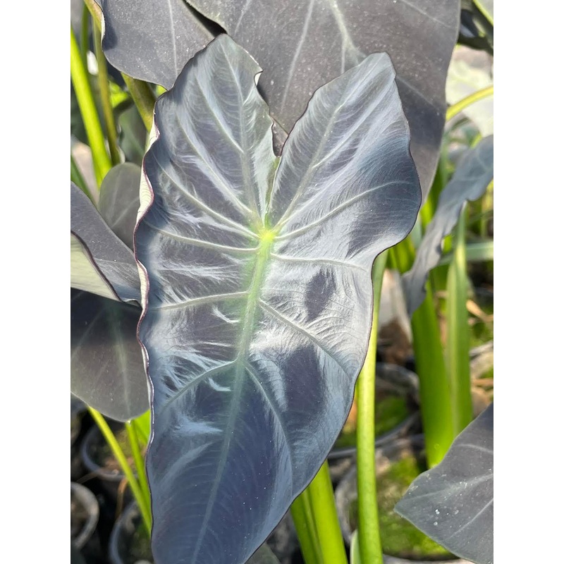 Colocasia esculenta - 'Coal Miner' (Bare Root)