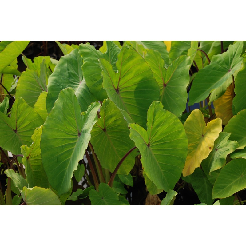 Colocasia esculenta 'Elena' (Lime - yellow taro) (Bare Root)