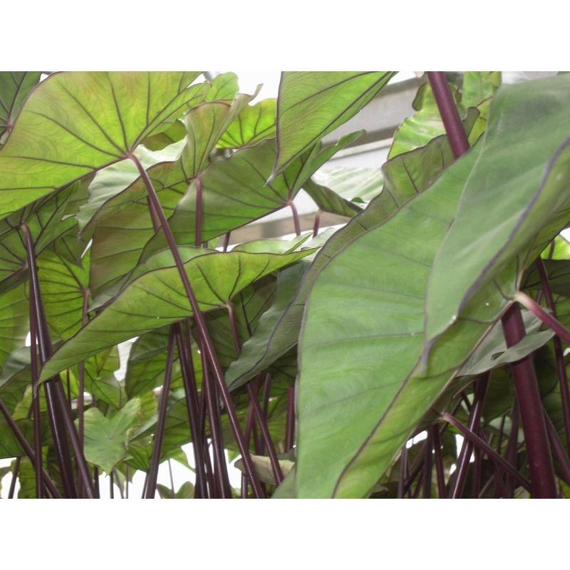 Colocasia esculenta 'Violet Stem' Taro (Bare Root)