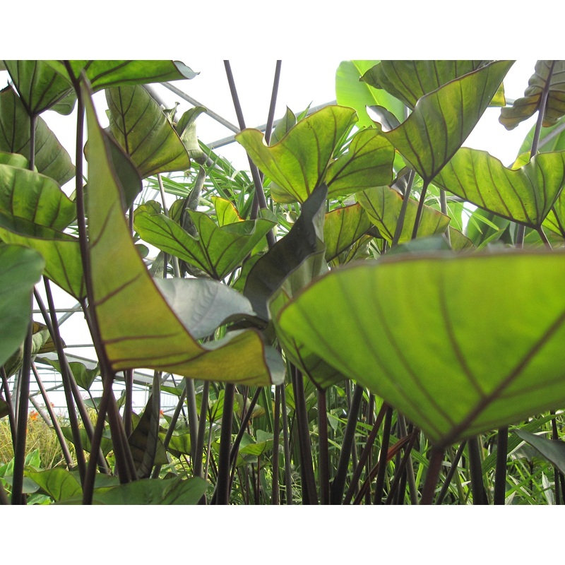 Colocasia - Tea Cup Taro (Bare Root)