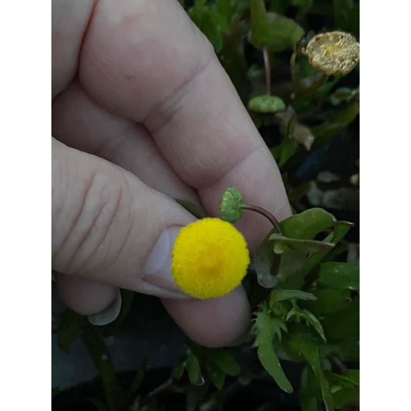 Cortula coronopifolia 'Brass Buttons' (Bare Root)