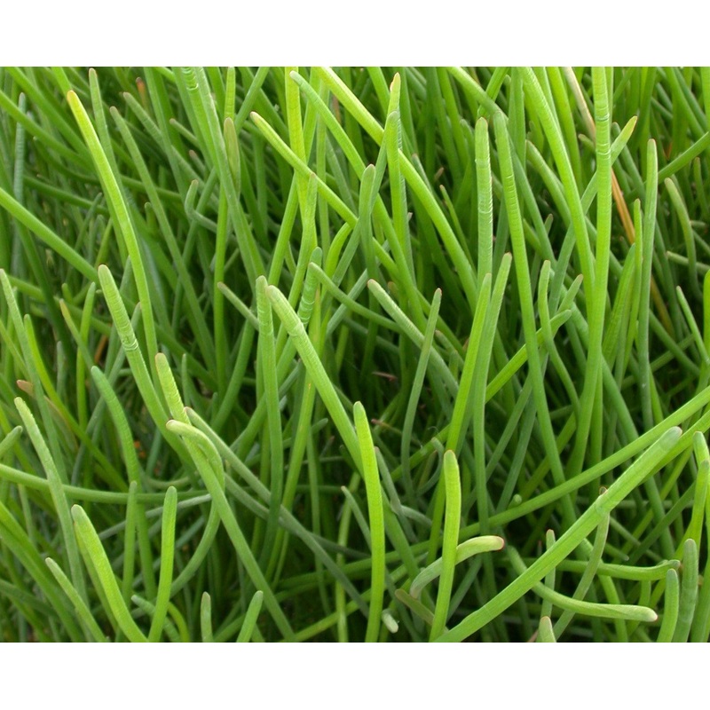 Eleocharis tuberosa 'Water Chestnut' (Bare Root)