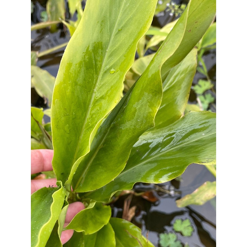 Elettaria cardamonum 'Smell-Me-Plant' (Bare Root)