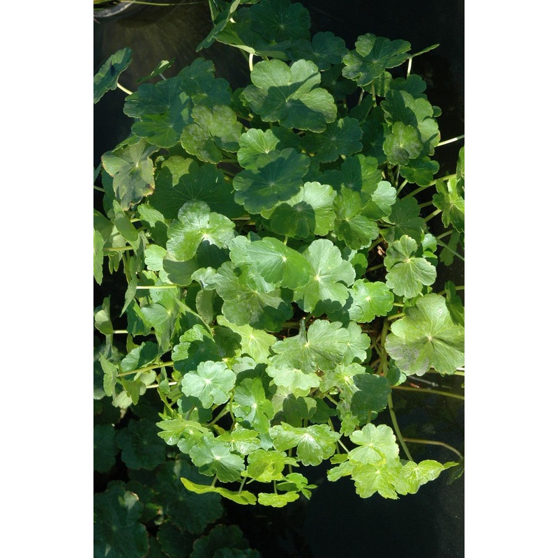Hydrocotyle verticillata (Water Pennywort) (Bare Root)