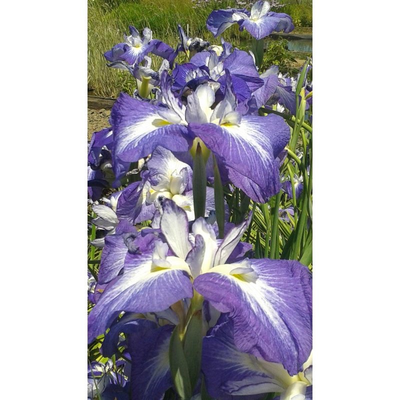Iris Ensata 'Violet Purple' (Bare Root)