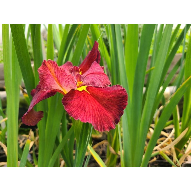 Iris Louisiana 'Ann Chowing' (Bare Root)