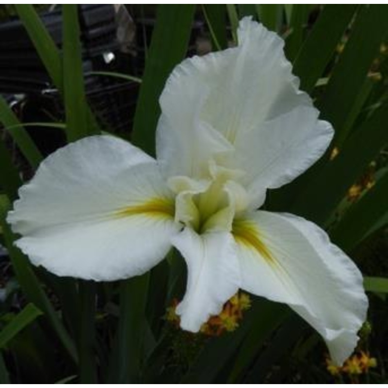 Iris Louisiana 'Cajun White Lightening' (Bare Root)