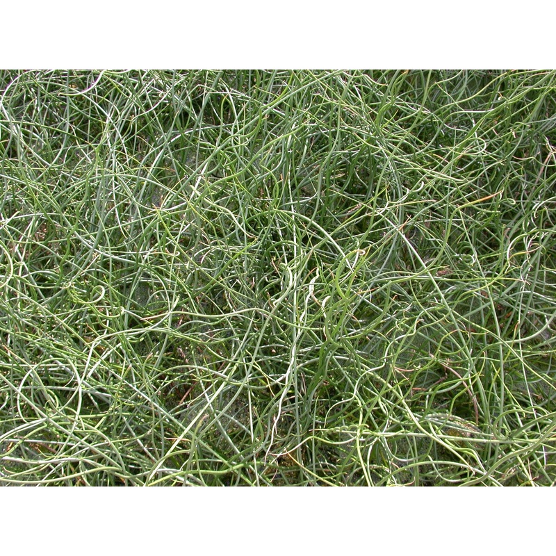 Juncus patens 'Blue Dart' (Bare Root)