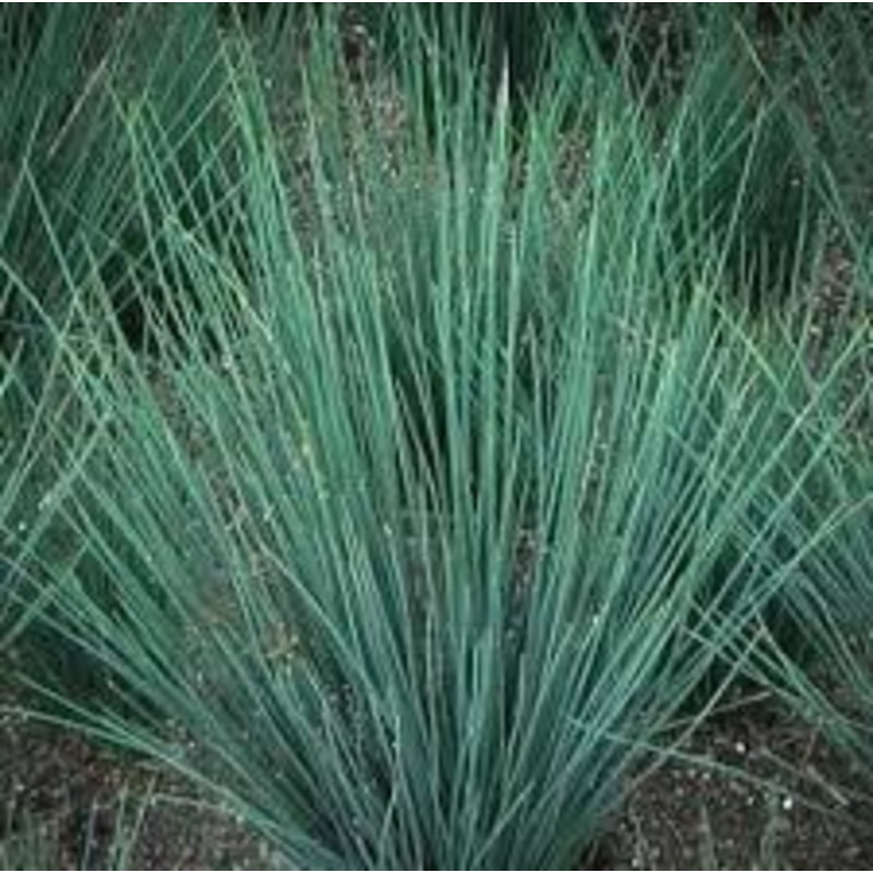 Juncus Patens 'Blue Rush' (Bare Root)