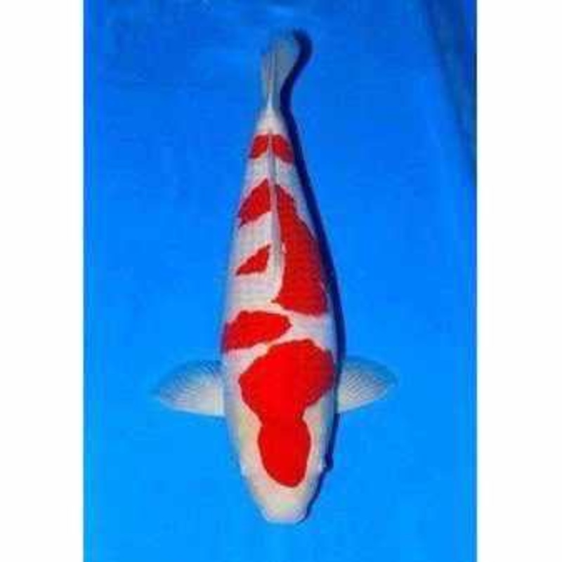 Kohaku