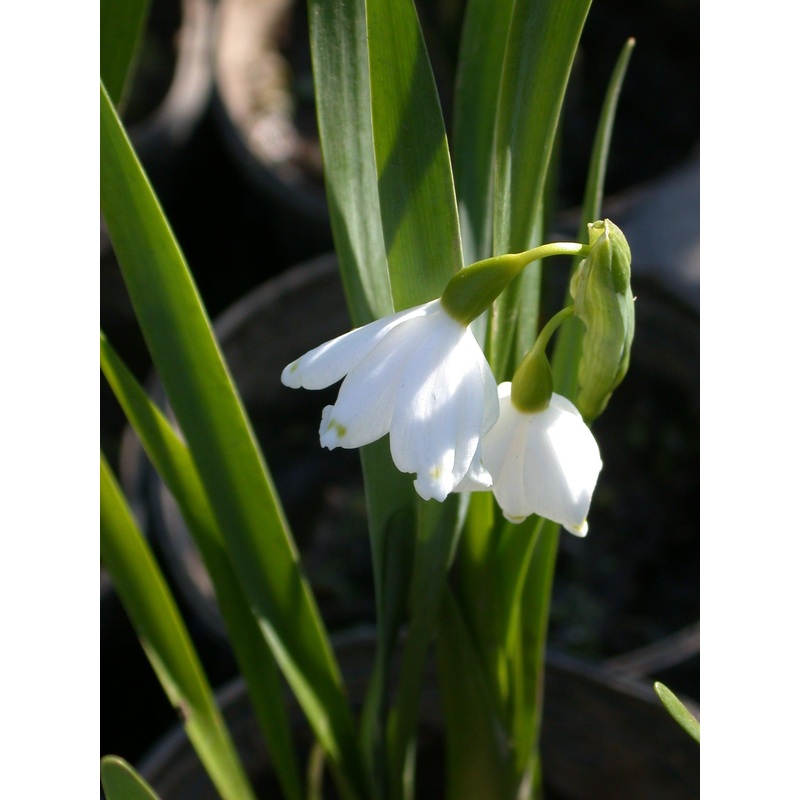 Leucojum Aestivum 'Snowflake Bells' (Bare Root)