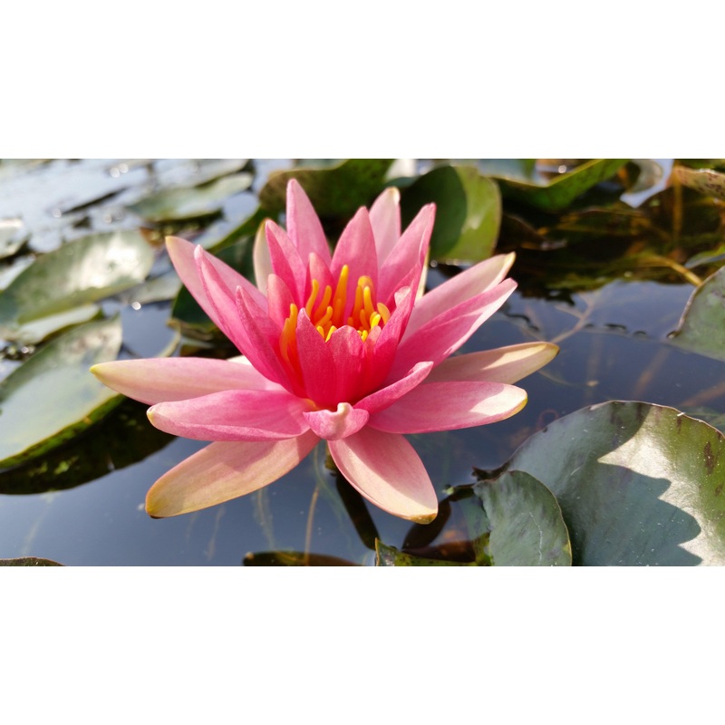 Little Sue - Changeable Hardy Lily (Bare Root)